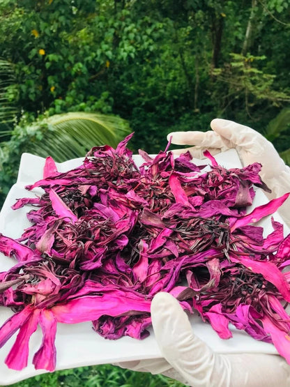 Dried Red Water Lily Flowers - Nymphaea rubra Herbal Tea
