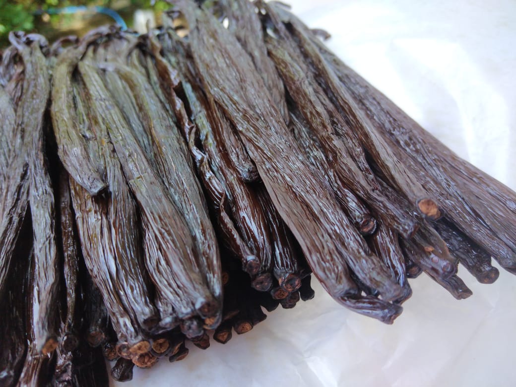 Premium Ceylon Vanilla Beans A+ Grade from Sri Lanka - glossy dark brown beans with high vanillin conten
