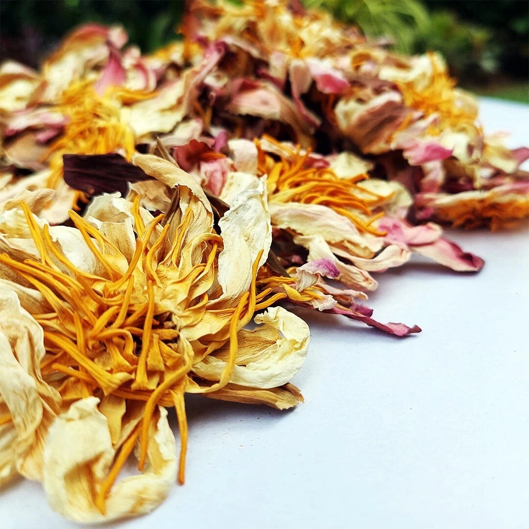 Dried White Lotus Flowers - Nelumbo nucifera Herbal Tea